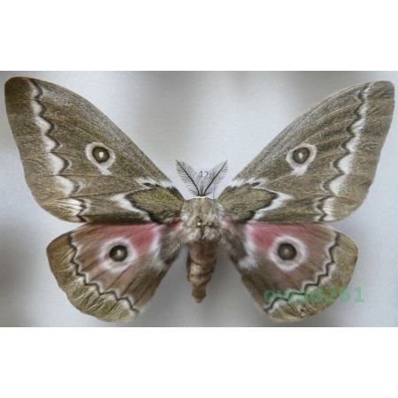 Gonimbrasia tyrrhea (Cramer, 1775) male ex. ovo South Africa 110mm42d